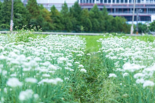 桃園九月雪花海怎麼拍?大溪韭菜花田浪漫攝影指南!