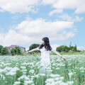 桃園九月雪花海怎麼拍？大溪韭菜花田浪漫攝影指南！