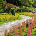 2025南投杉林溪必拍！6000株波波草打造紅綠交織夢幻地景！