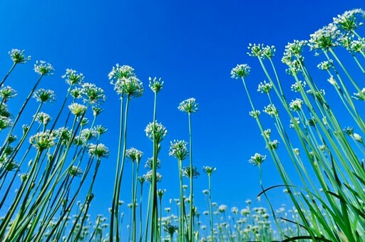 2025桃園大溪韭菜花季！雪白花海盛開 邂逅夢幻鯉魚旗！