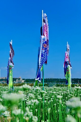2025桃園大溪韭菜花季！雪白花海盛開 邂逅夢幻鯉魚旗！