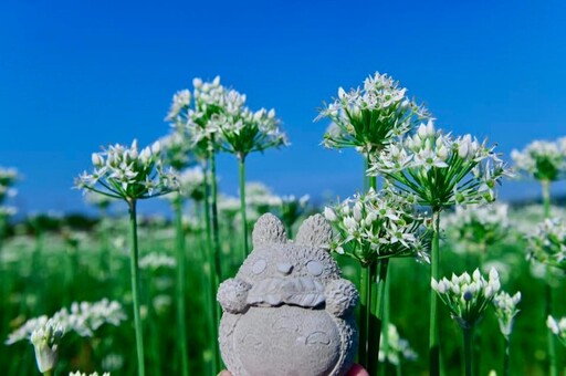 2025桃園大溪韭菜花季！雪白花海盛開 邂逅夢幻鯉魚旗！