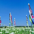 2025桃園大溪韭菜花季！雪白花海盛開 邂逅夢幻鯉魚旗！