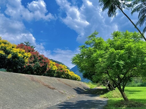 埔里賞花秘境推薦|內埔飛場秋季限定 欒樹堤防浪漫綿延!