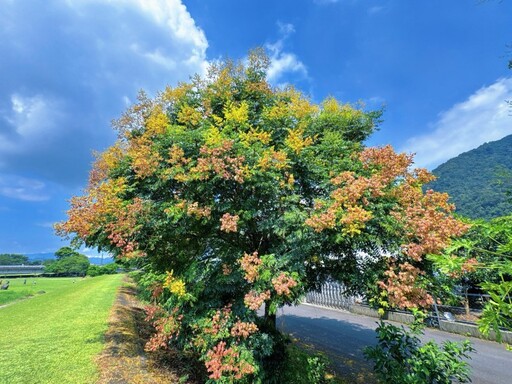 埔里賞花秘境推薦|內埔飛場秋季限定 欒樹堤防浪漫綿延!