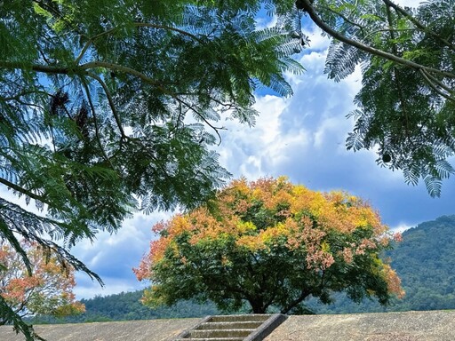 埔里賞花秘境推薦|內埔飛場秋季限定 欒樹堤防浪漫綿延!