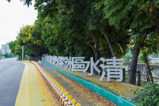 台中清水米粉寮大排欒樹變色啦！漸層美景現蹤 樹海實景曝光