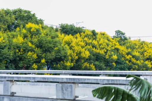 台中清水米粉寮大排欒樹變色啦！漸層美景現蹤 樹海實景曝光