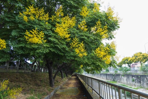 台中清水米粉寮大排欒樹變色啦！漸層美景現蹤 樹海實景曝光