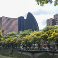台中城市賞花去！光明湖洋橋欒樹漸層美景美翻西屯區！