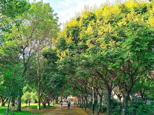 新北中和必訪賞花景點｜欒樹花海與綠意交織浪漫園區！