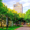 新北中和必訪賞花景點｜欒樹花海與綠意交織浪漫園區！