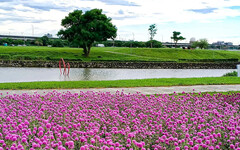 台北免費賞花景點！紅圓仔花+小百日草鋪出秋日童話！