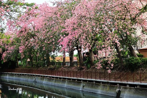 彰化北斗秋日最浪漫花海｜粉色花海搭配水岸美景如夢似幻！