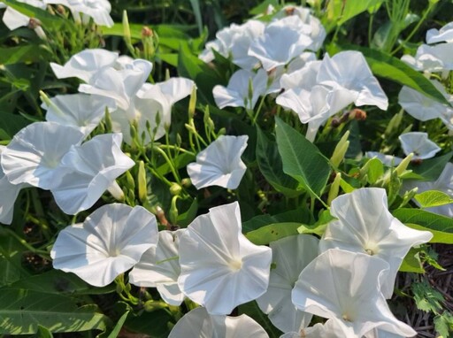 十月雪現身嘉義!朴子空心菜花田如詩如畫 農村風光超療癒