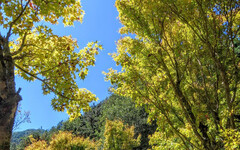 賞楓、賞菊、拂紫浪 一覽台中武陵農場秋日花季三重奏