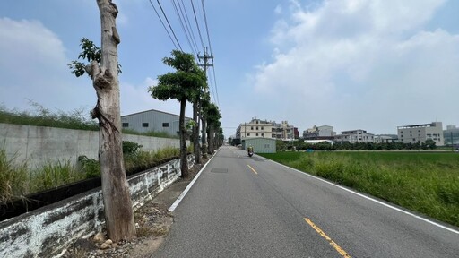 外埔區二崁路沿線改善完成！44株黑板樹移植 路肩重整新風貌