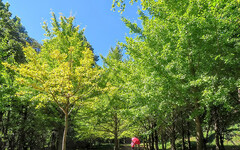 台中武陵農場賞楓季準備開跑!黃楓滿屏如畫 美得讓人屏息!