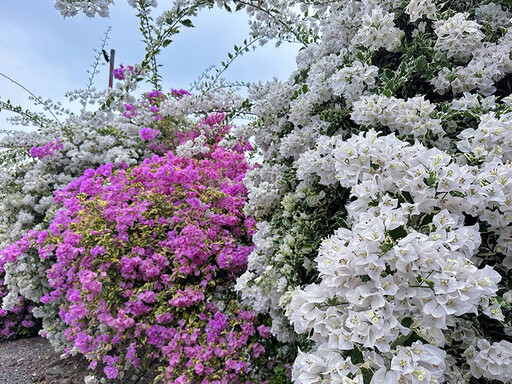 2025竹山必訪賞花秘境｜黃山秘境景觀餐廳九重葛花季勝放中