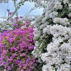 2025竹山必訪賞花秘境｜黃山秘境景觀餐廳九重葛花季勝放中