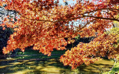 福壽山農場楓紅正盛！秋色層疊、紅葉美如詩 紅葉步道太浪漫