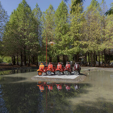 后里泰安落羽松開拍啦！偉士牌、十字架與松林交織浪漫絕景！