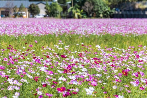 后里最新打卡秘境!波斯菊花海+火炎山美景同框一秒出大片