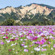 后里最新打卡秘境！波斯菊花海＋火炎山美景同框一秒出大片