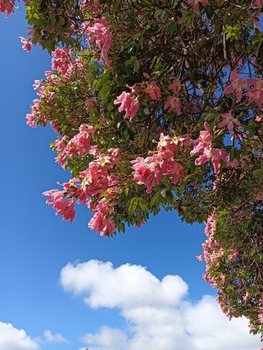 桃園賞花秘境推薦!紫城農場美人樹花開如粉雪 網美必訪!