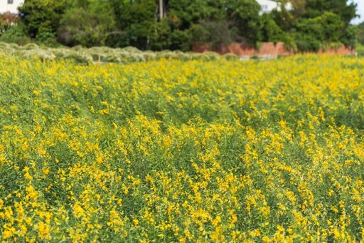 杭菊前哨開跑!銅鑼太陽麻花秘境成中部最新打卡熱點!