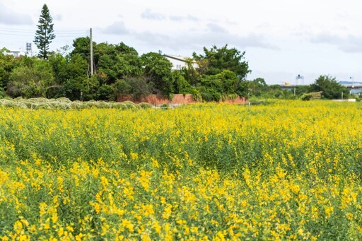 杭菊前哨開跑!銅鑼太陽麻花秘境成中部最新打卡熱點!