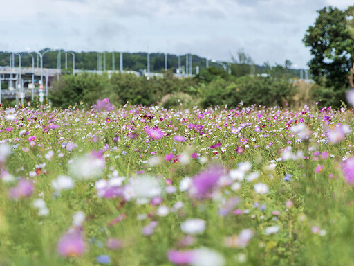 秋冬限定粉嫩花海!苗栗銅鑼波斯菊花海盛開中 美如彩色地毯