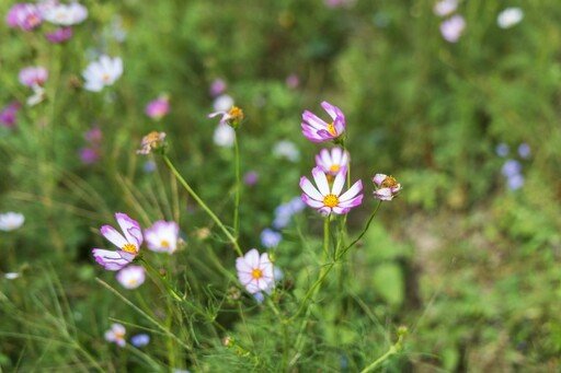秋冬限定粉嫩花海!苗栗銅鑼波斯菊花海盛開中 美如彩色地毯