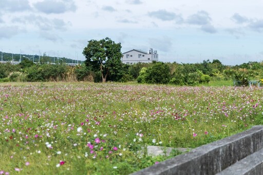 秋冬限定粉嫩花海!苗栗銅鑼波斯菊花海盛開中 美如彩色地毯