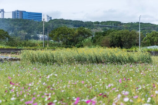 秋冬限定粉嫩花海!苗栗銅鑼波斯菊花海盛開中 美如彩色地毯