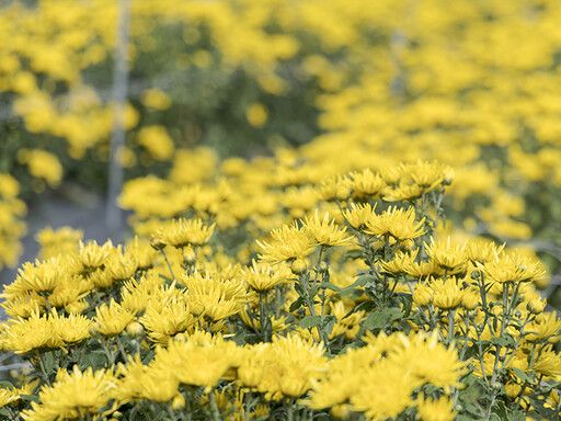 苗栗銅鑼杭菊最新花況更新！目前僅一成開花 想拍大景再等等