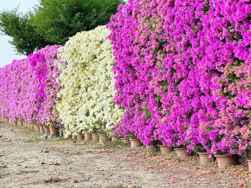 2025最新花牆熱點!官田九重葛盛開 粉白桃紅花牆美景超夢幻