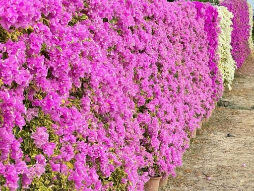 2025最新花牆熱點!官田九重葛盛開 粉白桃紅花牆美景超夢幻