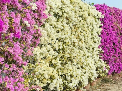2025最新花牆熱點!官田九重葛盛開 粉白桃紅花牆美景超夢幻