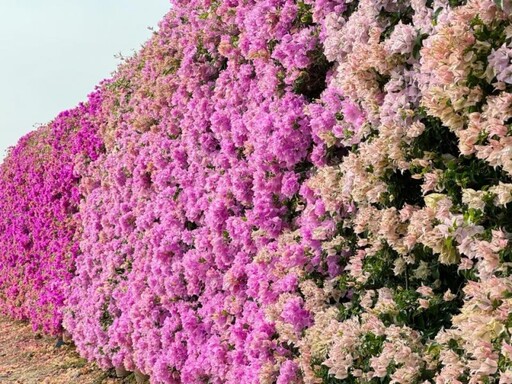 2025最新花牆熱點!官田九重葛盛開 粉白桃紅花牆美景超夢幻