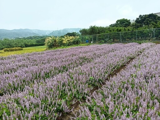 新竹隱藏版仙草花田|關西坪林浪漫花海化身紫色詩境!