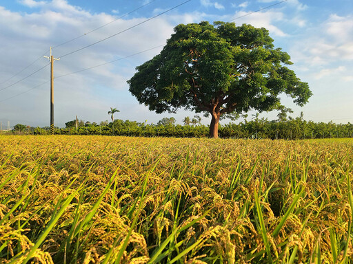 旅拍必收藏!柳營金城武樹金色稻浪連綿 一秒走進廣告場景