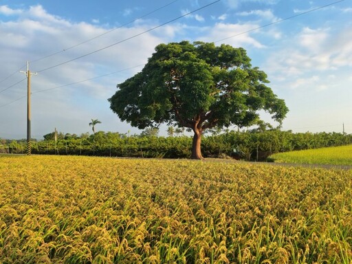 旅拍必收藏!柳營金城武樹金色稻浪連綿 一秒走進廣告場景