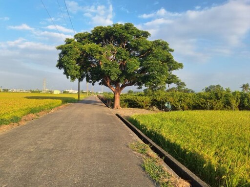 旅拍必收藏!柳營金城武樹金色稻浪連綿 一秒走進廣告場景