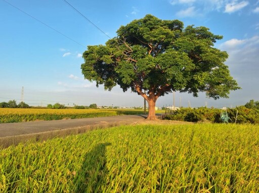 旅拍必收藏!柳營金城武樹金色稻浪連綿 一秒走進廣告場景