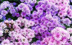 2025士林官邸菊展月底開幕！菊花與藝術交織的城市盛典！