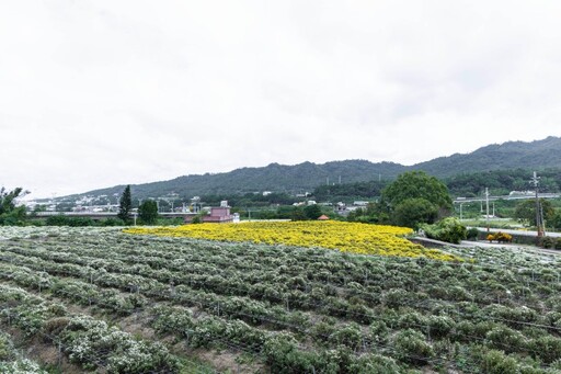 不輸主場地！銅鑼出水坑口福德祠後方梯田 白黃交織超療癒