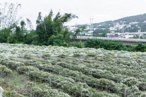 不輸主場地！銅鑼出水坑口福德祠後方梯田 白黃交織超療癒