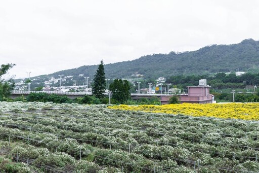 不輸主場地！銅鑼出水坑口福德祠後方梯田 白黃交織超療癒