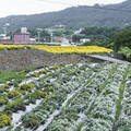 不輸主場地！銅鑼出水坑口福德祠後方梯田 白黃交織超療癒